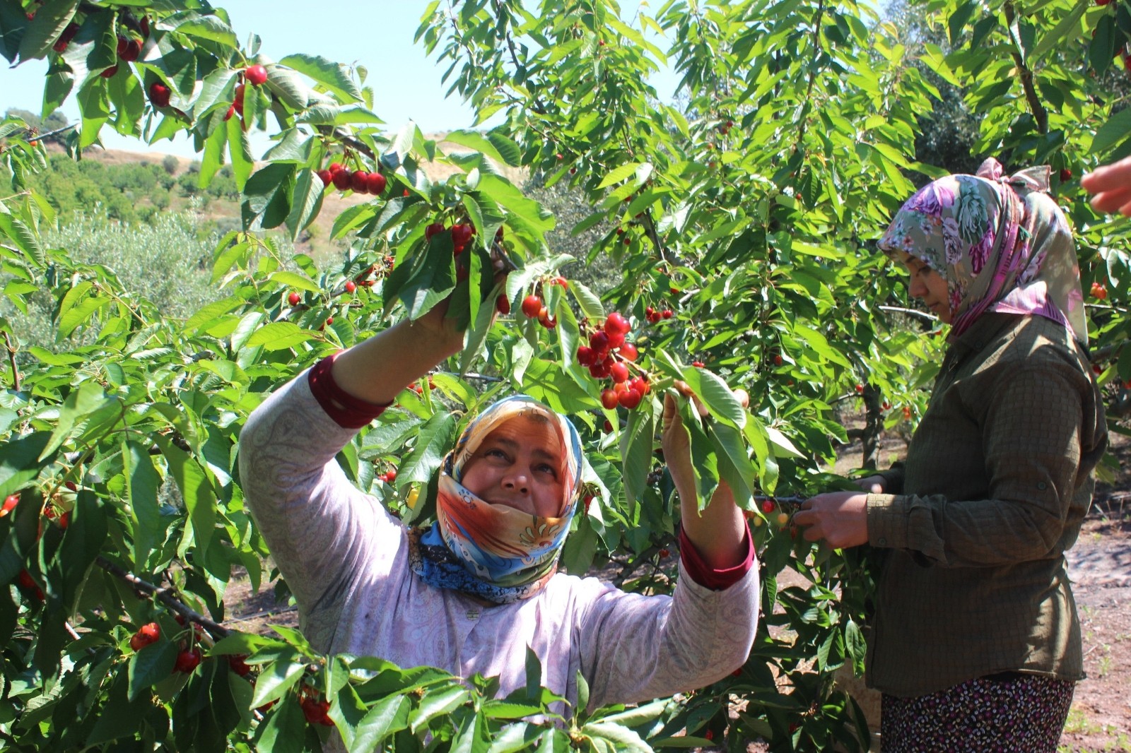 Coğrafi işaret tescilli Salihli Kirazı’nda hasat zamanı