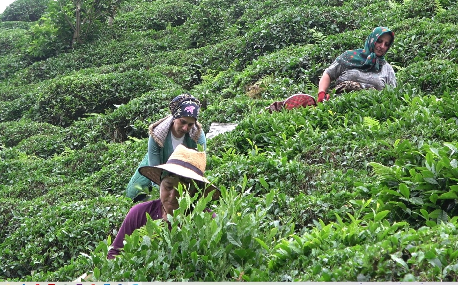 Rizeliler imeceyi sevdi