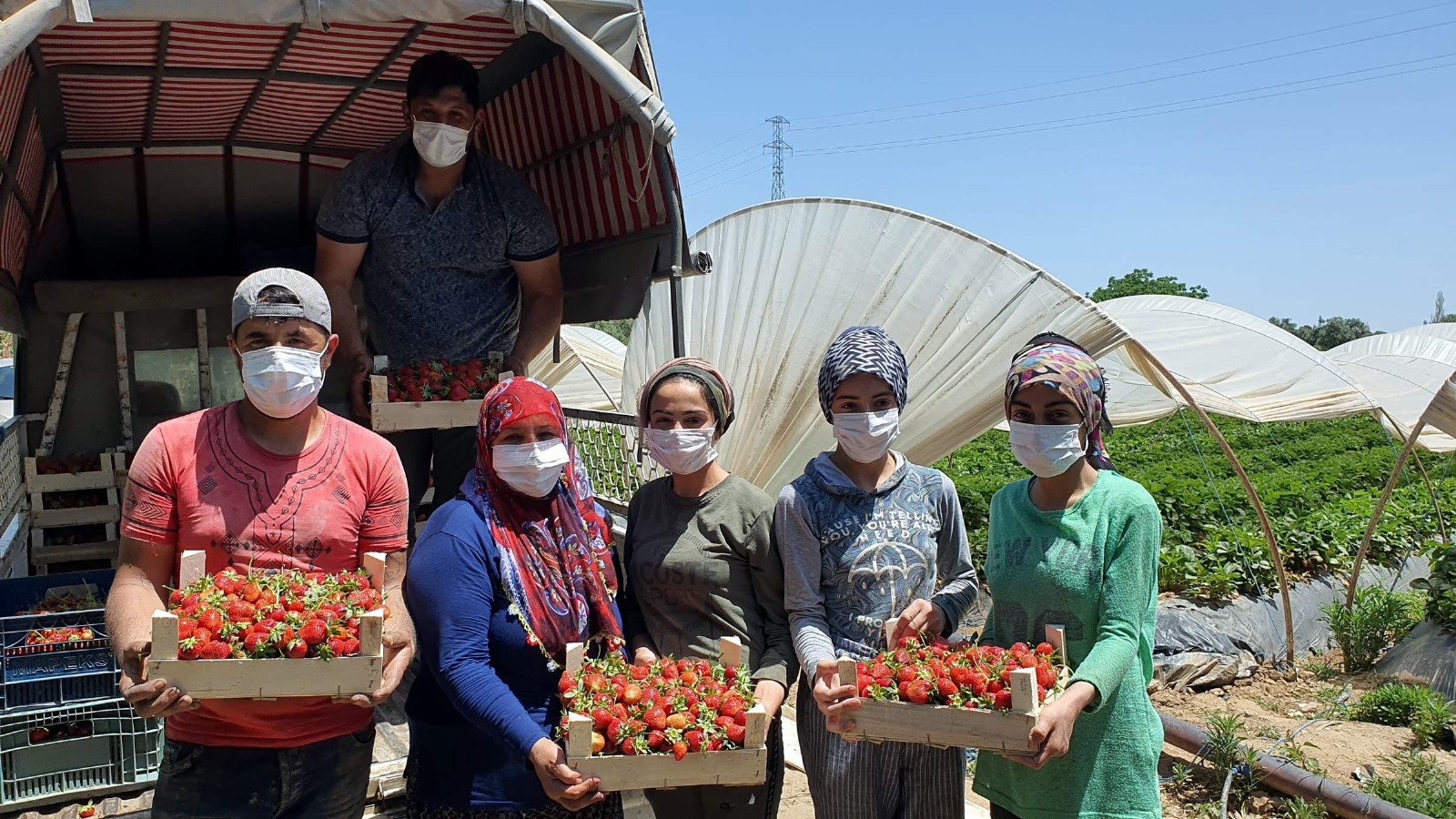 Coğrafi işaretli Sultanhisar çileği üreticisini memnun etti