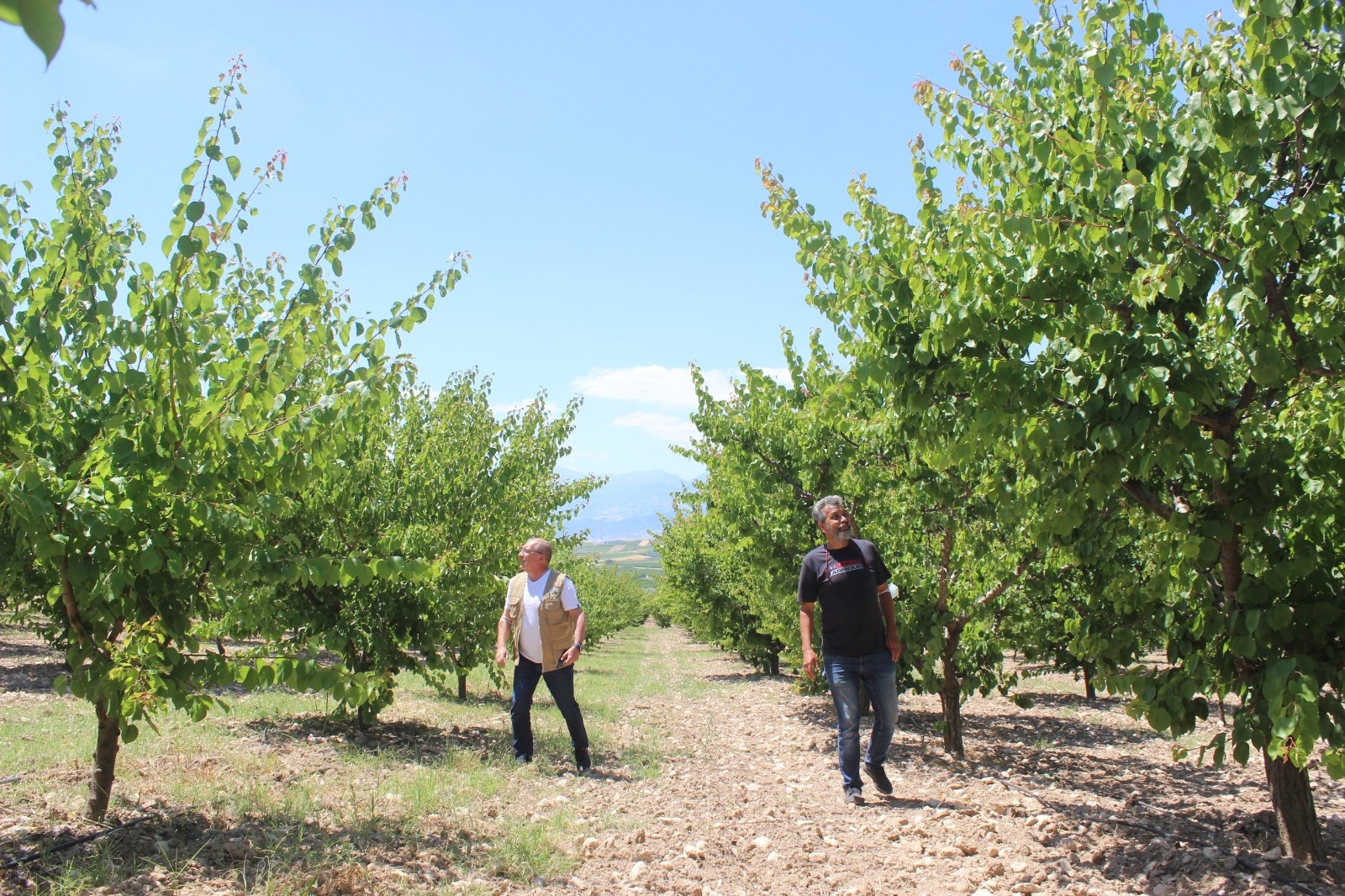 Manisa’da üreticiye kayısı şoku: Hasat edecek ürün bulamadılar