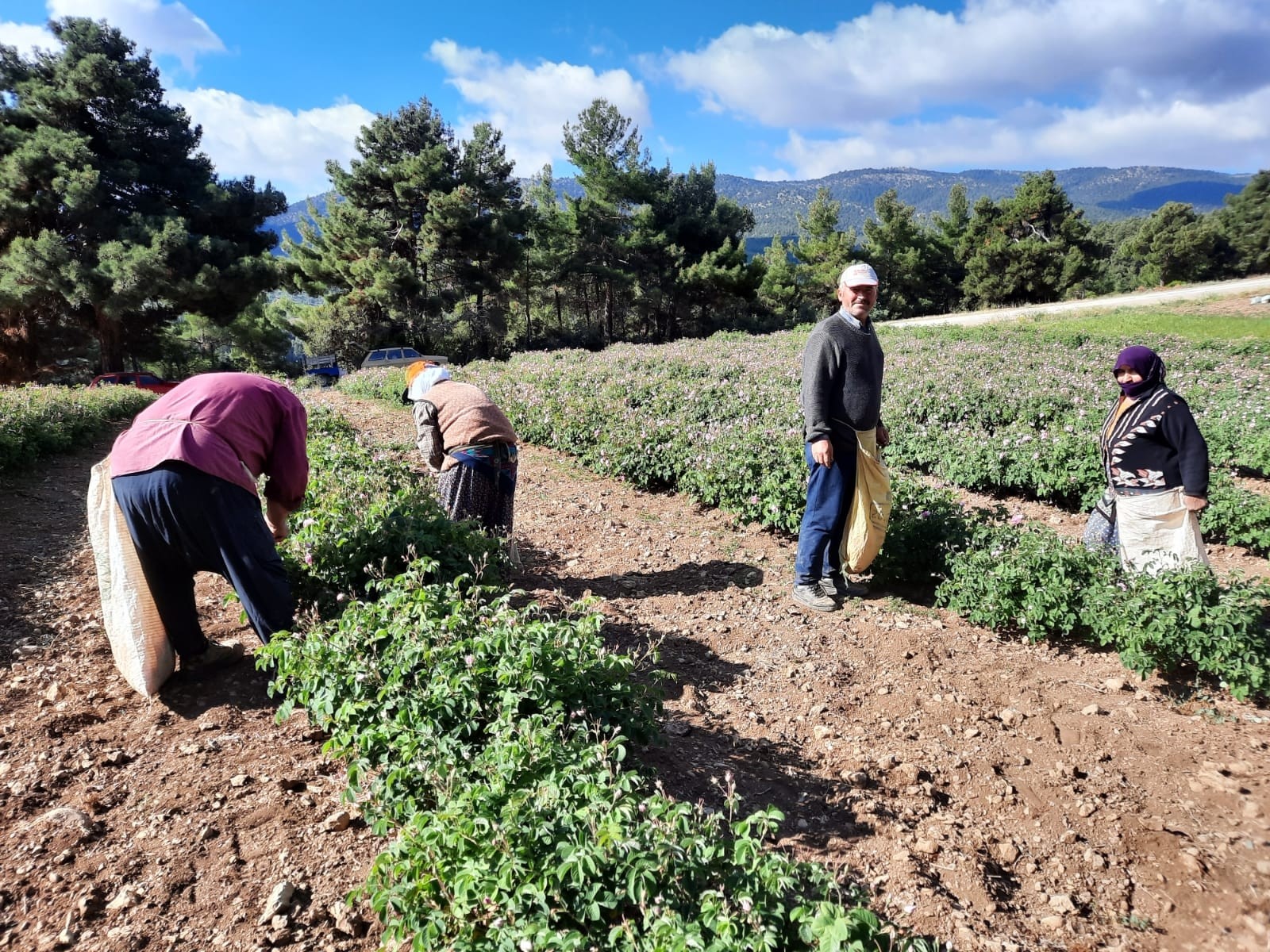 (Özel) Afyonkarahisar’da yağlık gül hasadı başladı