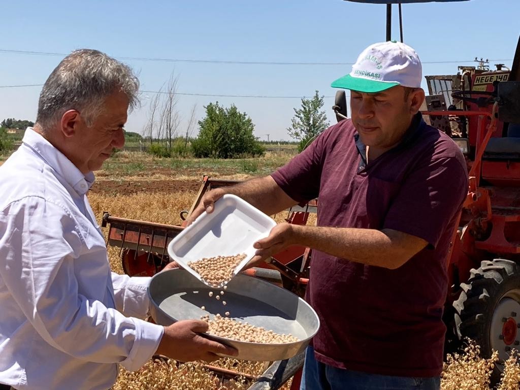 Şanlıurfa’da ’Ubet’ nohut hasadı başladı
