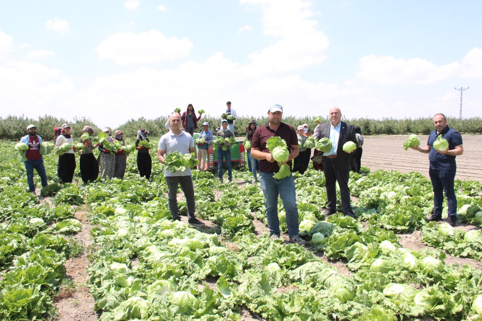 Karaman’dan Rusya ve Birleşik Arap Emirliklerine marul ihracatı