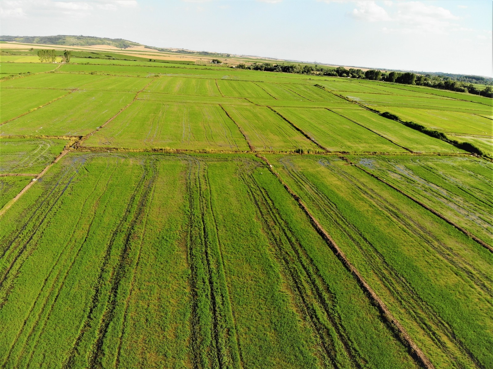 Edirne’de yağışlar çiftçinin yüzünü güldürdü