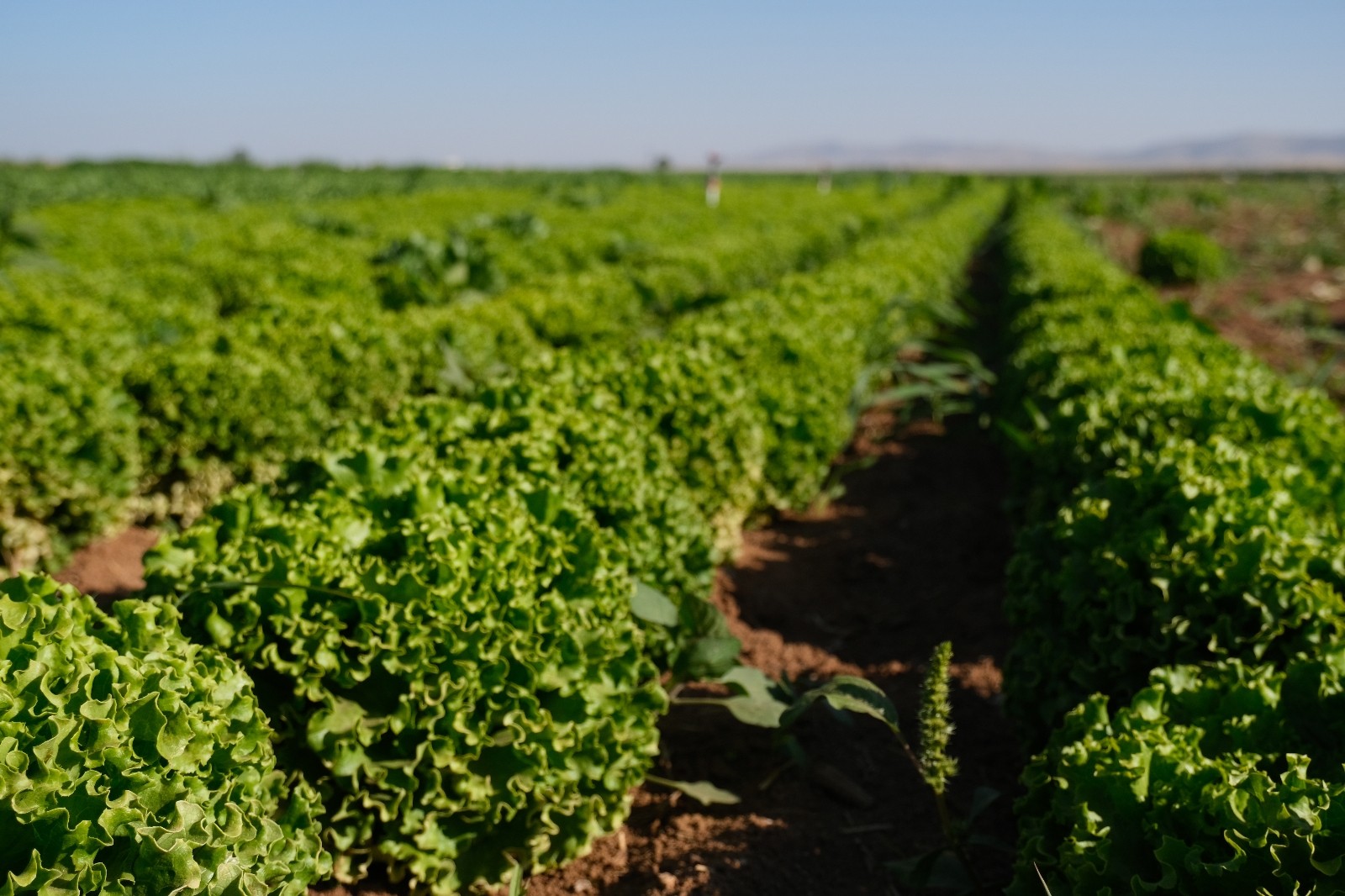 Konya Ovası’nda alternatif ürün marul üretimi artıyor