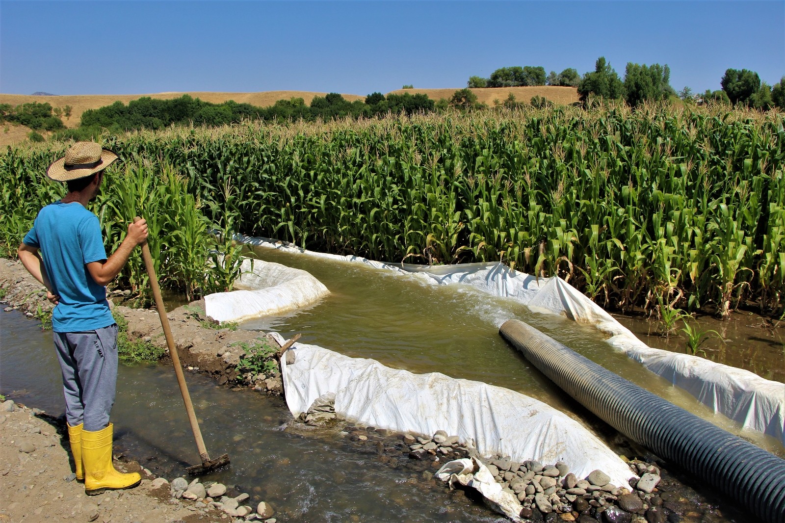 "Burada ürün alamazsın" söylemlerine kulak asmadı, 30 yıldır ekim yapılmayan alana silajlık mısır ekti