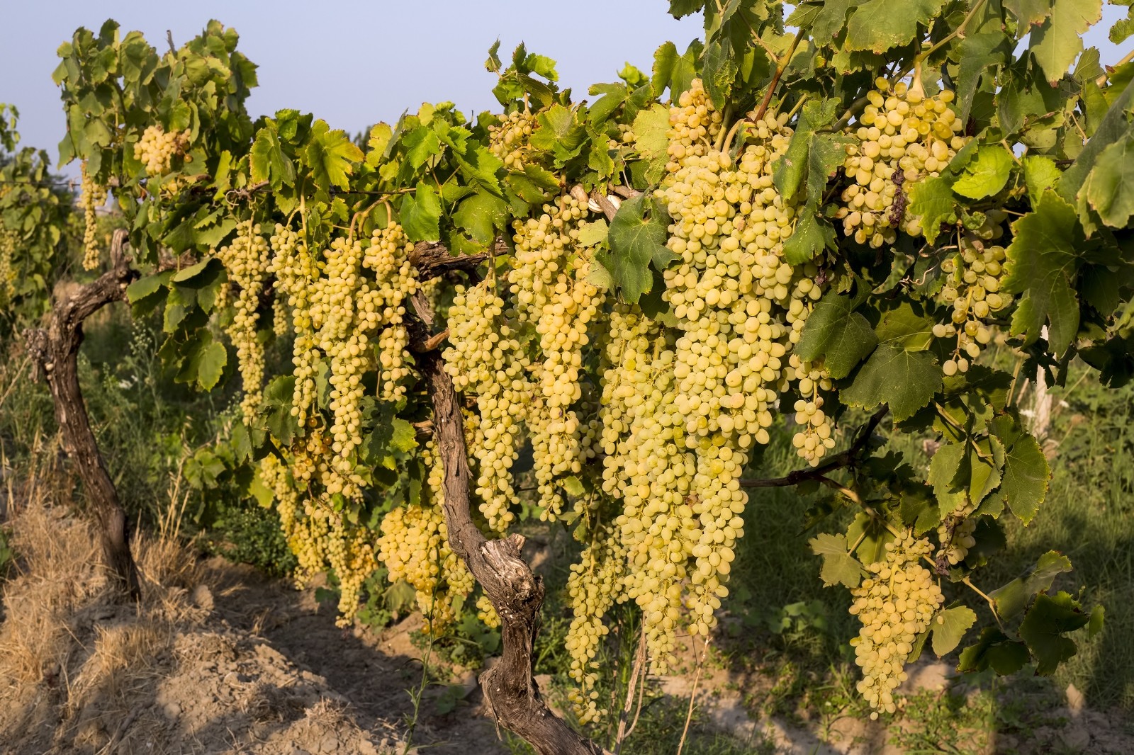 Türkiye’nin taze üzüm ihracatının yüzde 73’ü çekirdeksiz sofralık sultani üzümden