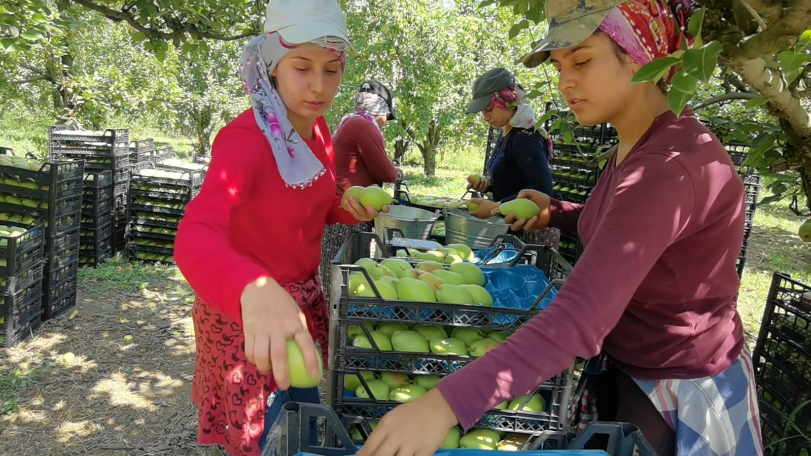Bursa’da armut hasadında fiyatlar çiftçiyi mutlu etti