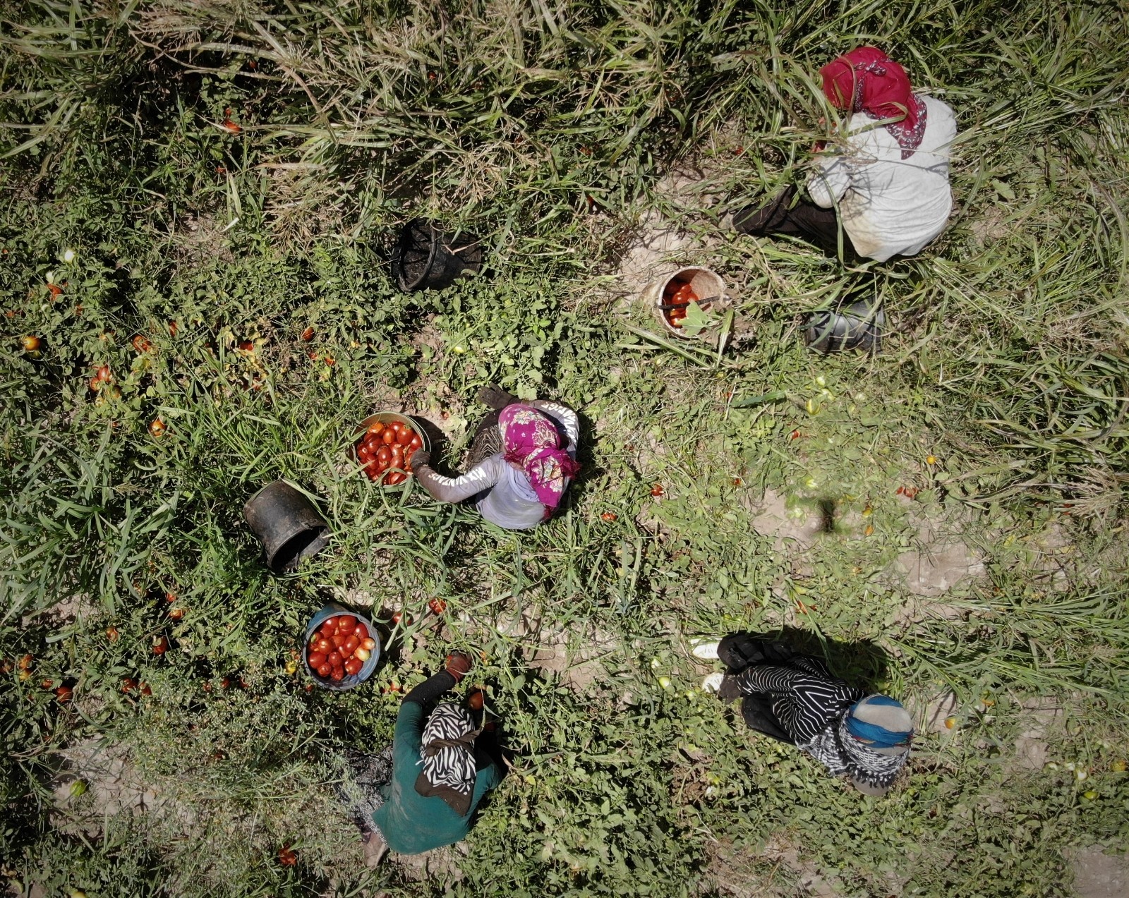 Domates sadece tarlada ucuz