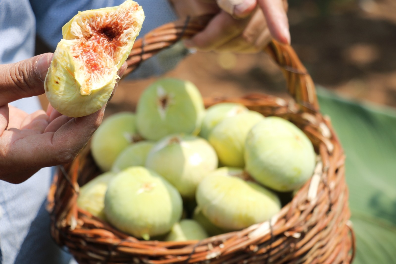 Tescilli Abbas İnciri’nde hasat dönemi