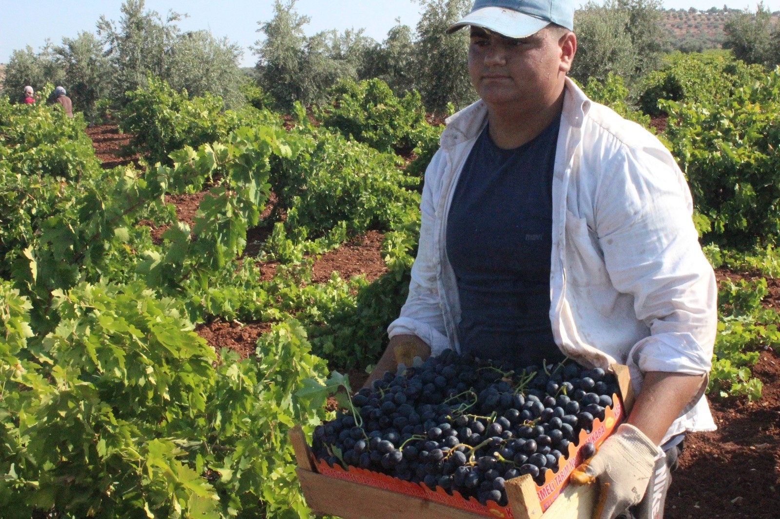 ’Horoz Karası’ üzümünde yüksek rekolte sevinci