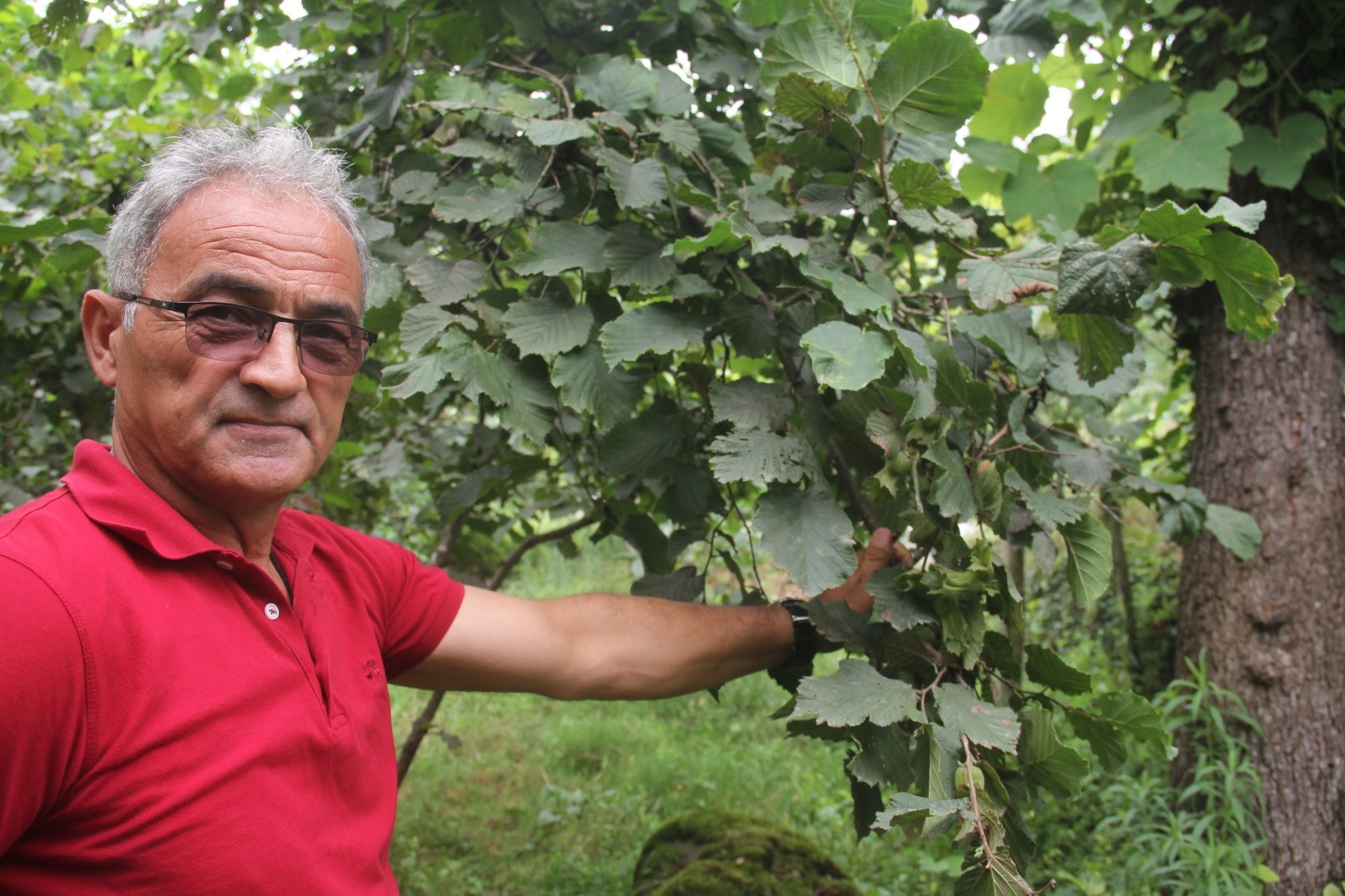 “Fındık pazara inmeden fındık fiyatı açıklansın” çağrısı