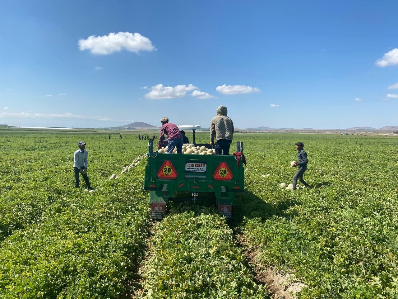 Kantalup kavunu Niğde’den 5 ülkeye ihraç ediliyor