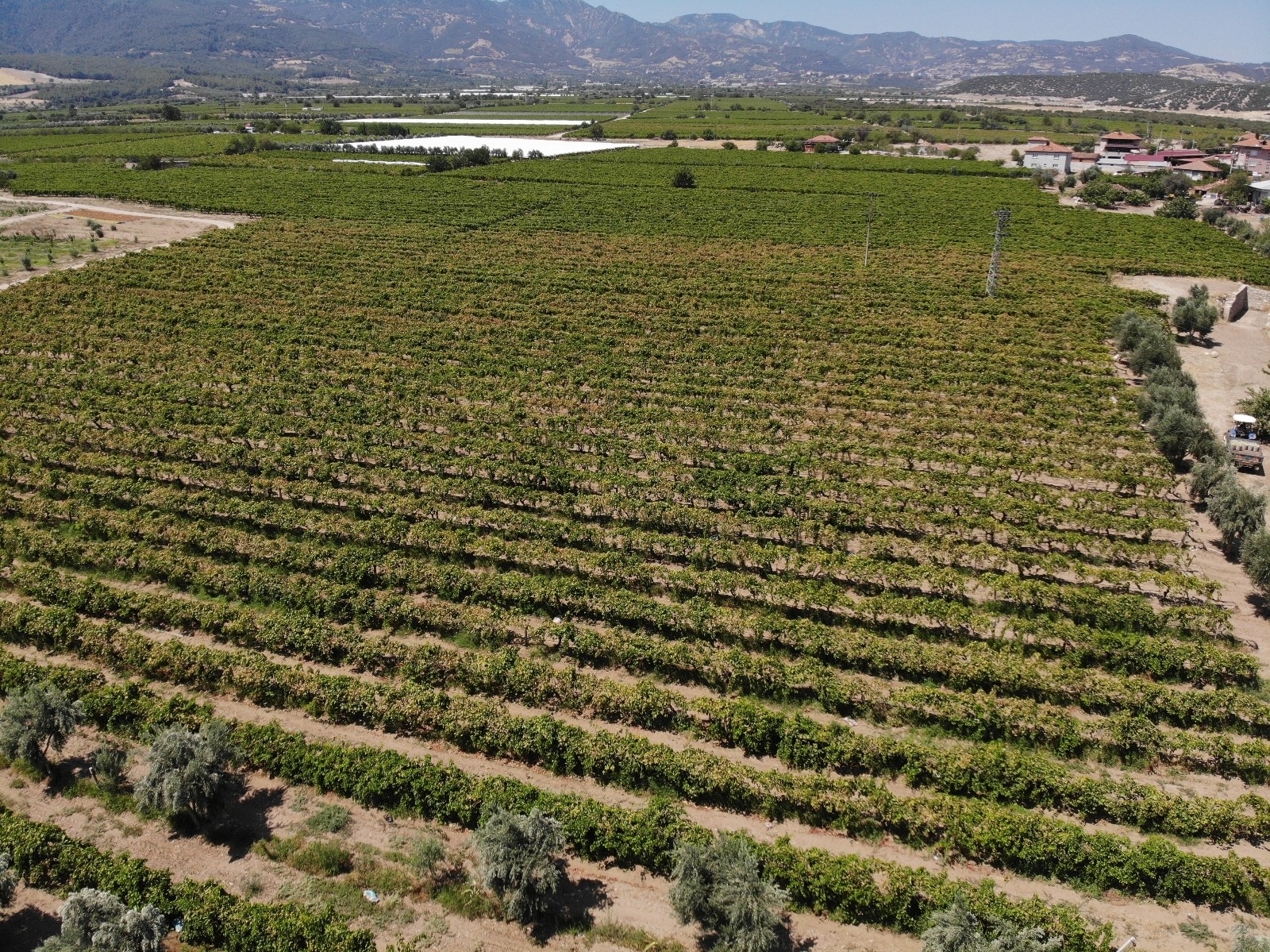 Çekirdeksiz Sultaniye üzümün ihracat yolculuğu başladı