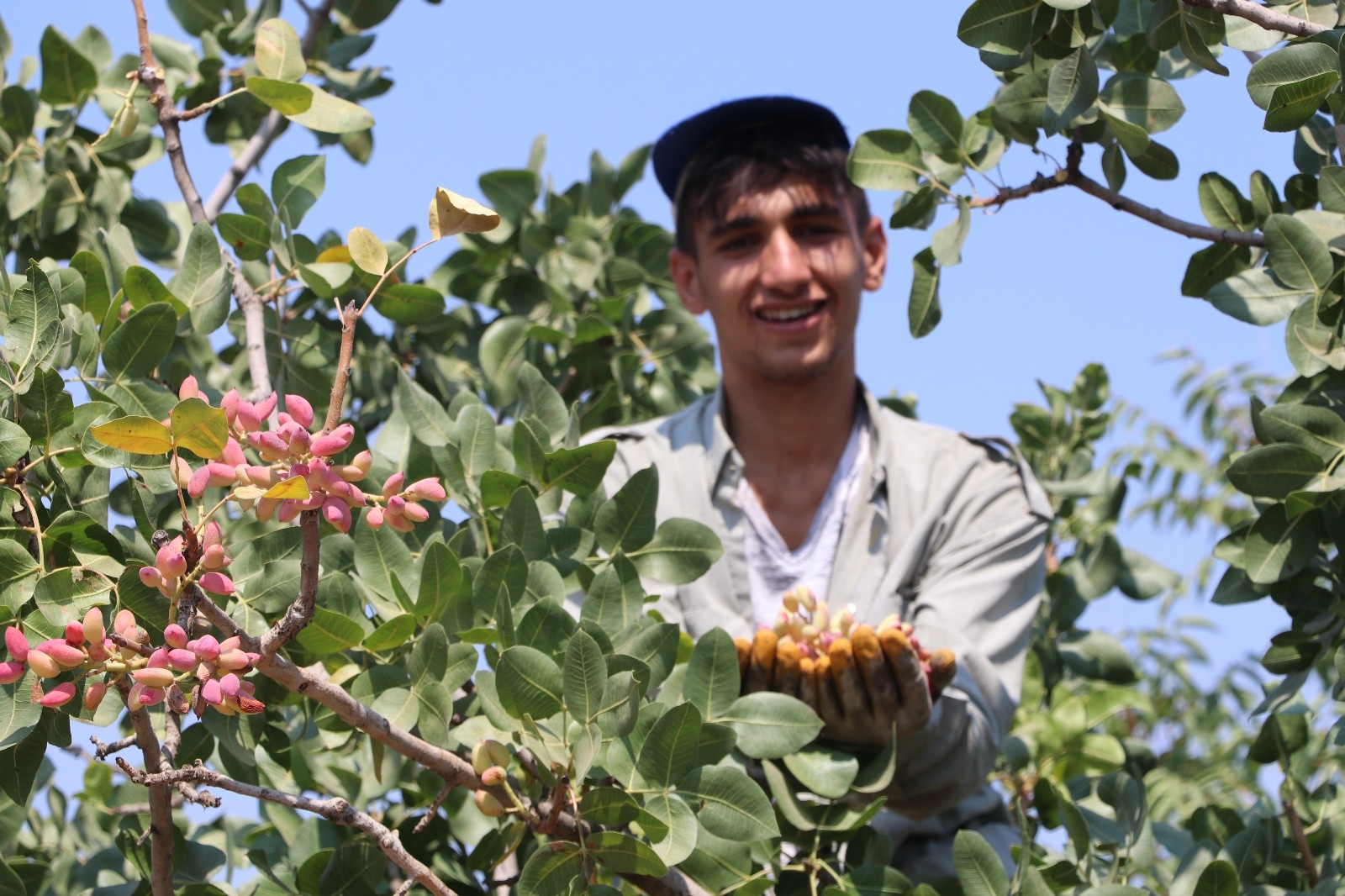 (ÖZEL) Yeşil altında hasat zamanı