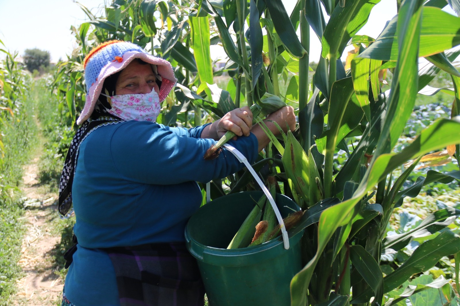 (ÖZEL) Eskişehir’in yeni gözdesi: "Karadeniz Mısırı"