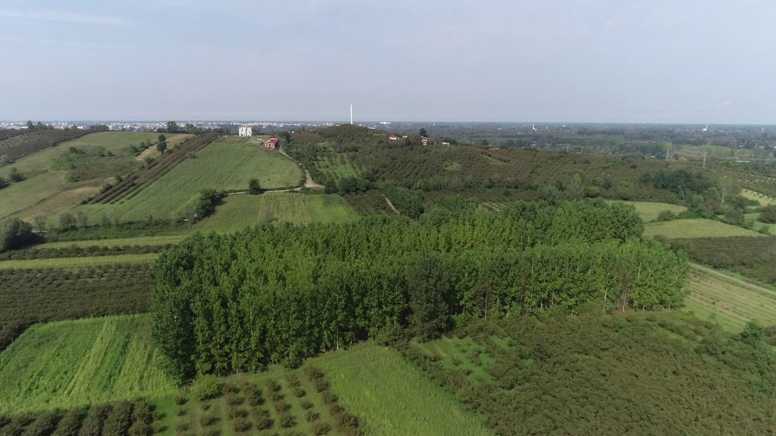 Samsun fındık üretiminde 1. sıraya doğru yükseliyor