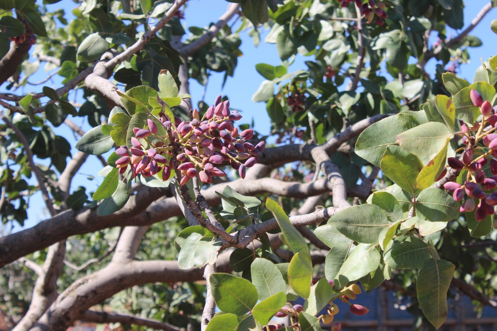 Kilis’te Antep fıstığı hasadı başladı