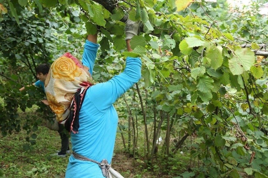 Fındık dalda kalmadı