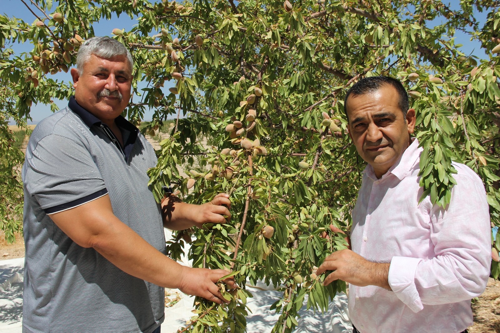 ‘Badem diyarında’ doğal afetlere rağmen rekolte sevinci