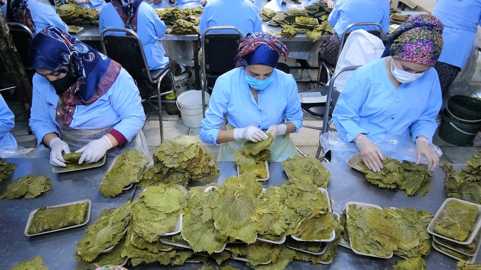 Tokat’tan Dubai ve Katar’a bağ yaprağı ihracatı