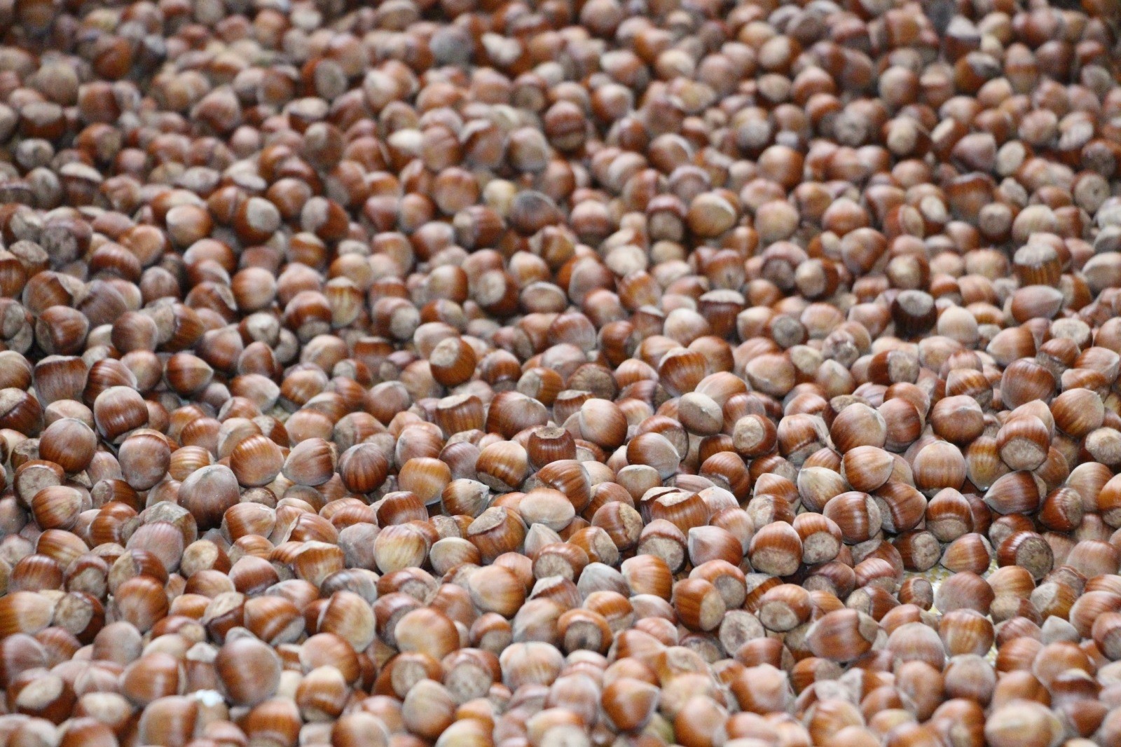 Hava açmayınca fındıkları kurutmak için Bayburt’a götürdü