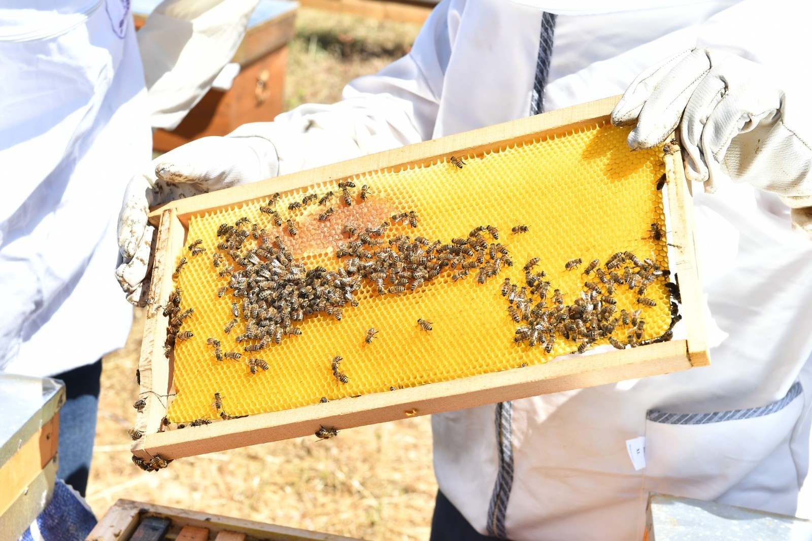 İzmir Büyükşehir Belediyesi, Muğla’daki üreticilere omuz veriyor