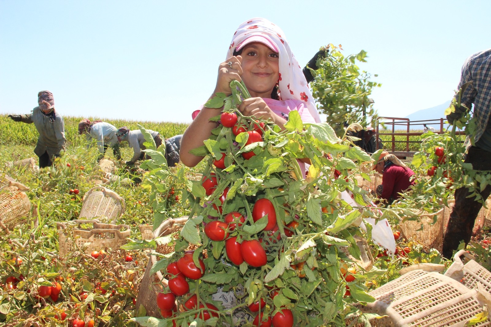 Domates fiyatlarının yükselmesi bekleniyor