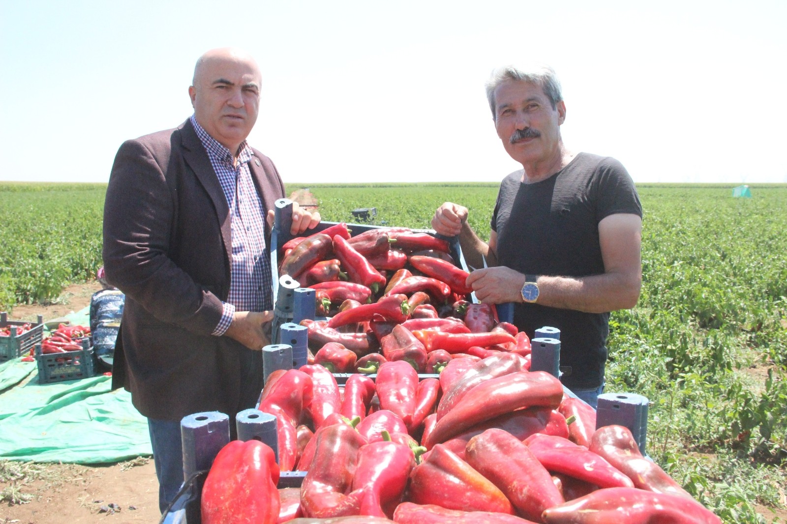 Karaman’da üretilen salçalık biberler 7 ile gönderiliyor