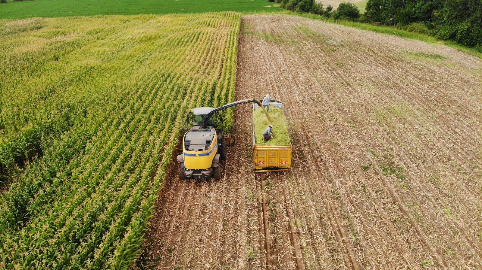Devlet destek verdi, Bingöl’de silajlık mısır üretimi 14 bin tondan 80 bin tona ulaştı