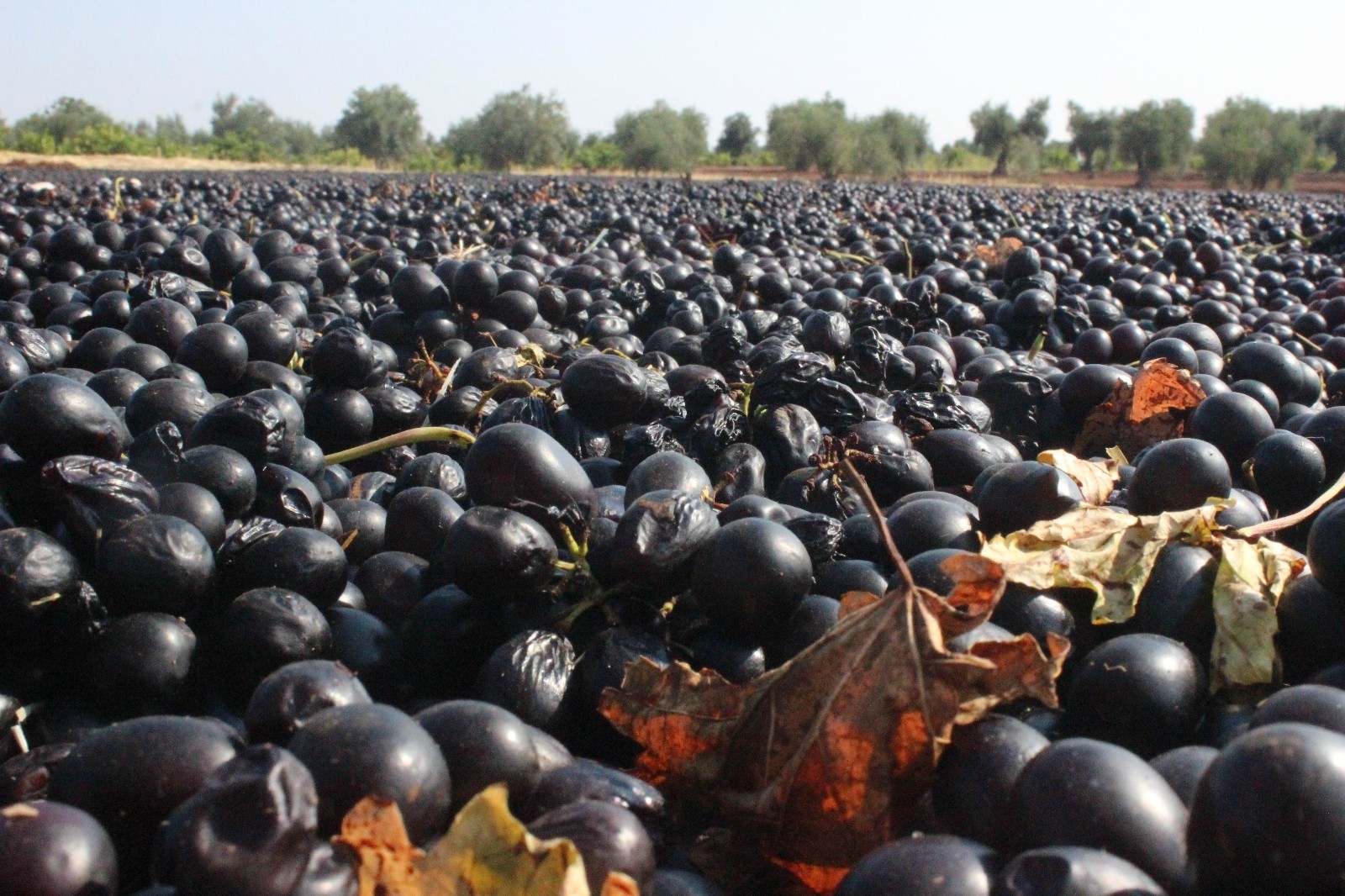 Kilis horoz karası üzümü kurumaya bırakıldı