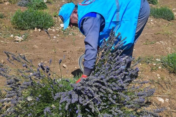 Isparta’da Lavanta hasadı başladı