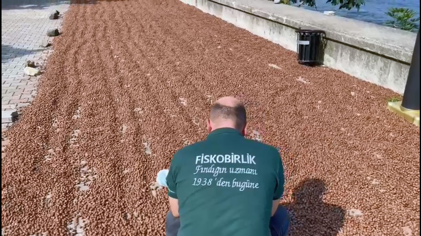 FİSKOBİRLİK’te randımana göre fındık alım fiyatı yükseliyor