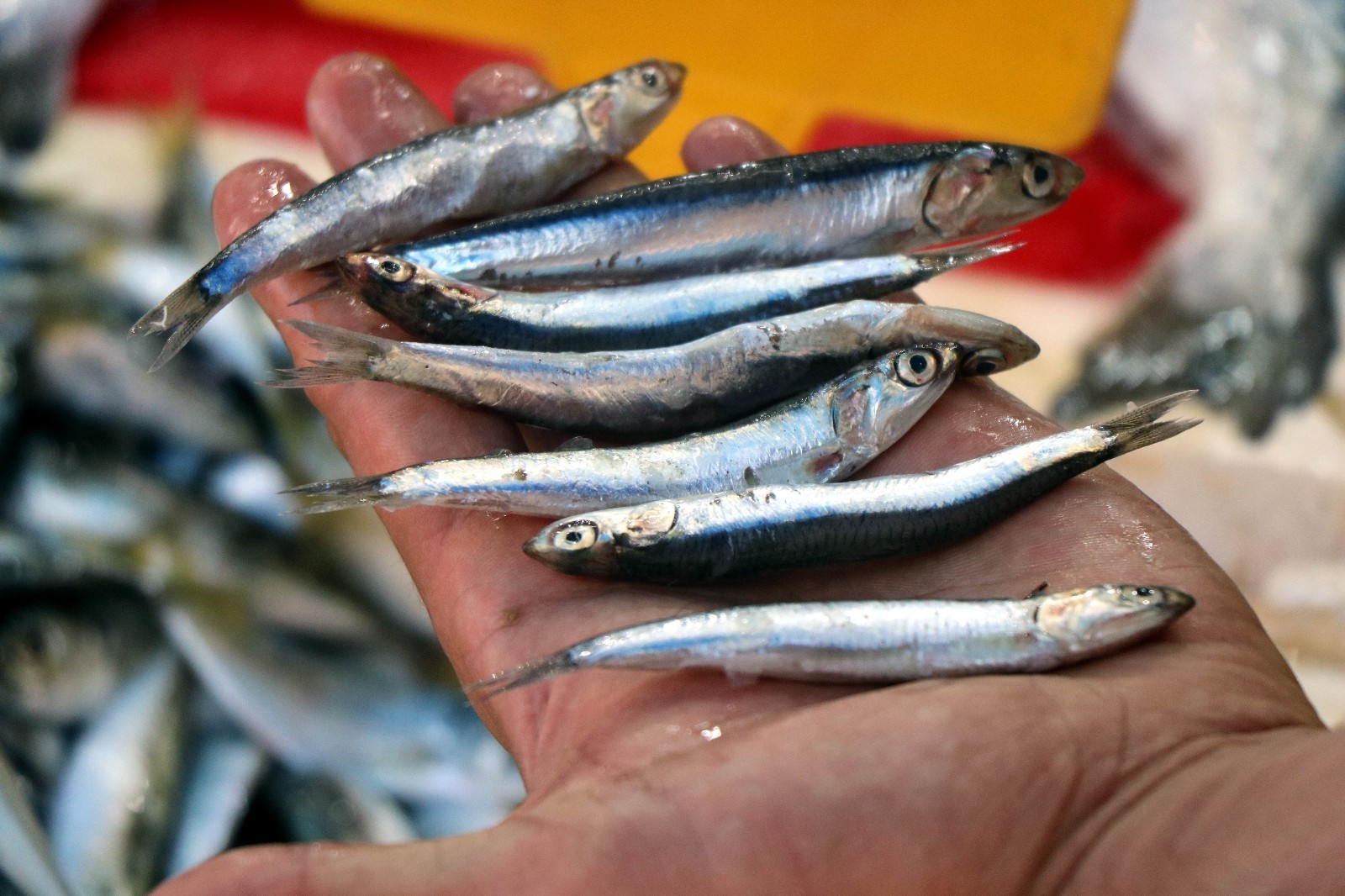 Balıkçıların umudu hamsi, Karadeniz’den kafasını çıkardı