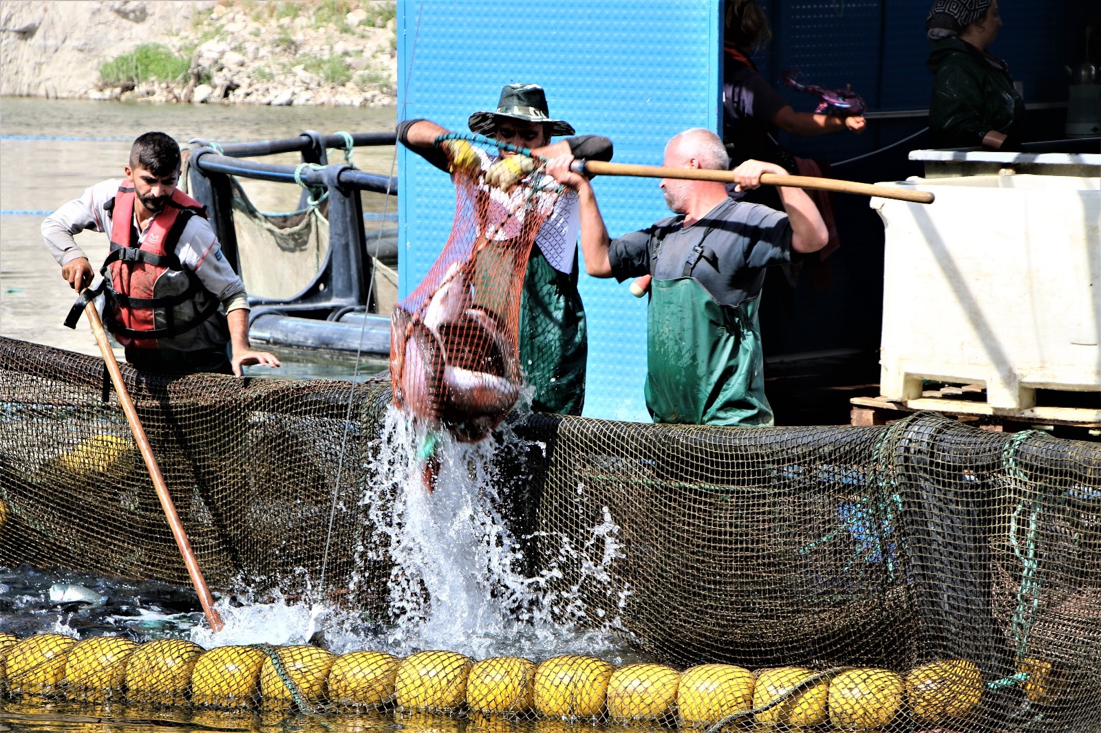 Elazığ’da üretilen 21 bin ton alabalık, Rusya, Almanya, Hollanda ve 25 Avrupa ülkesine ihraç ediliyor