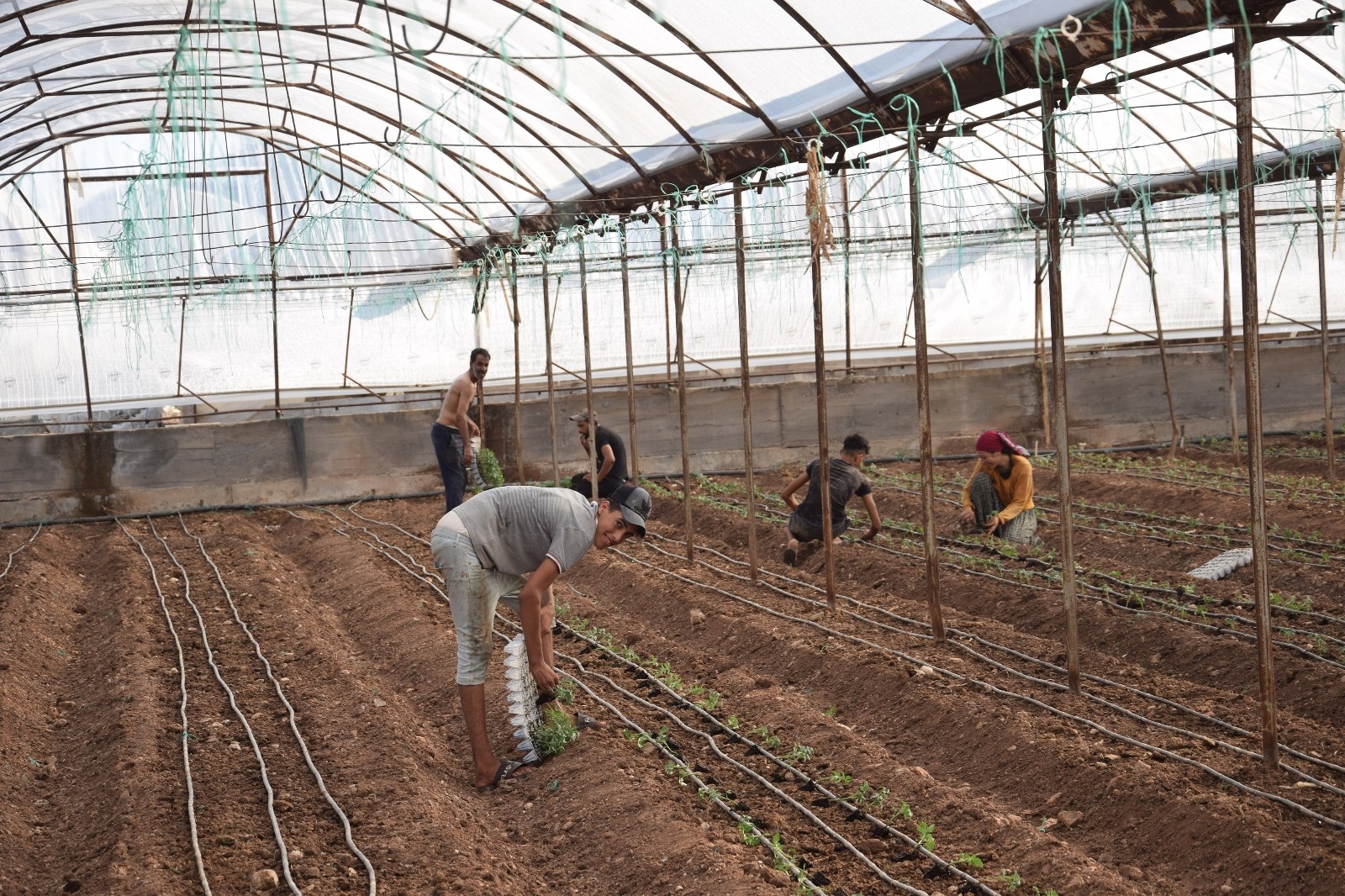 Antalya’da sezonun ilk domates fidanları toprakla buluştu