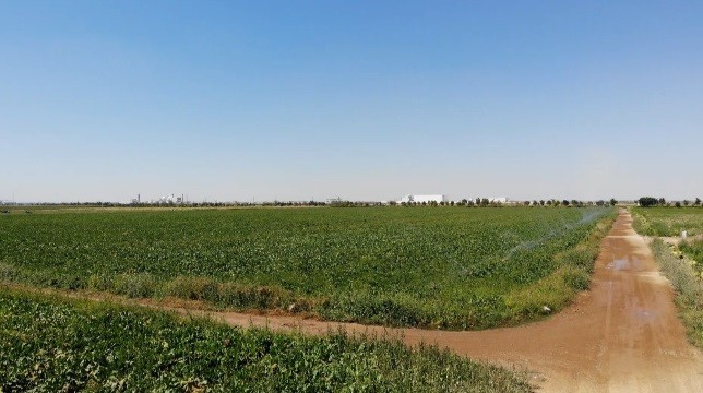 Konya Ovası’nda pancarda olumsuzluk görünmüyor