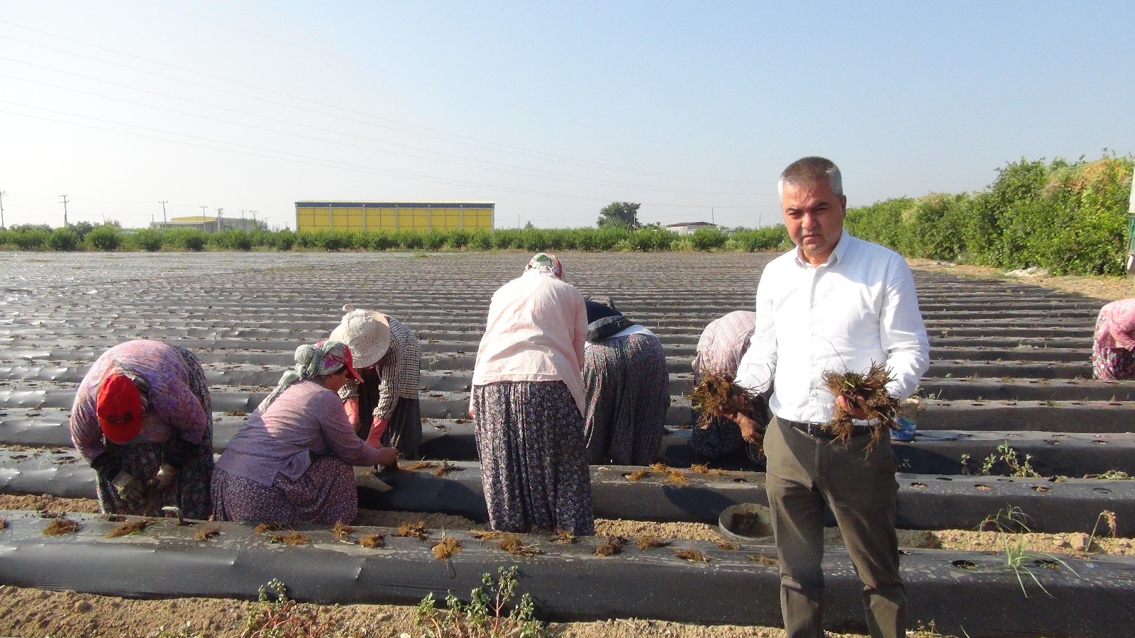 Silifke’de çilek fideleri toprakla buluşuyor