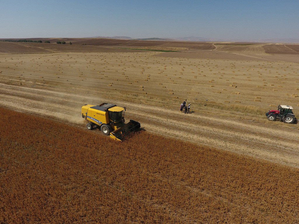 Kayseri’de ‘Aspir’ hasadı başladı