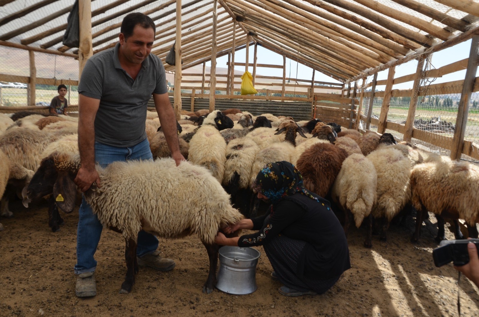 Devletten hibe aldığı 40 koyunu 120’ye çıkarttı