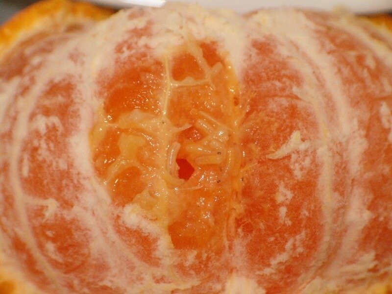 Rekolte kaybına karşı Akdeniz meyve sineği ile mücadele çağrısı