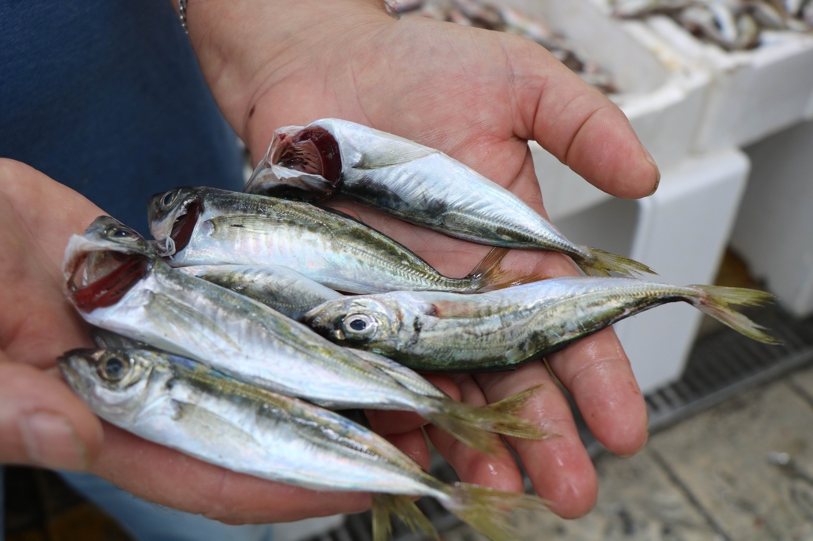Sezonun ilk balıkları tezgahlarda: İstavrit 10 TL