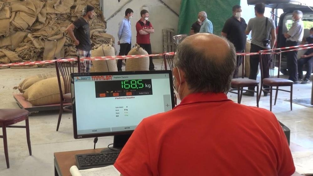 TMO Giresun’da fındık alımlarına başladı