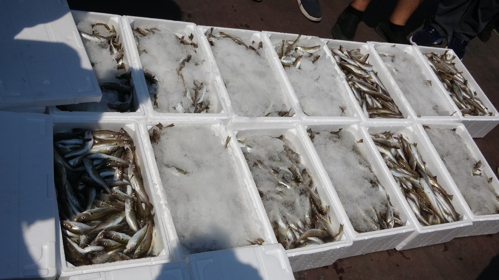 Sezon başladı, tekneler balıkla doldu