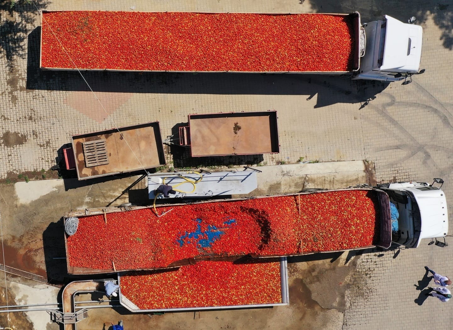 Hollanda’ya bin ton salça ihraç edilecek