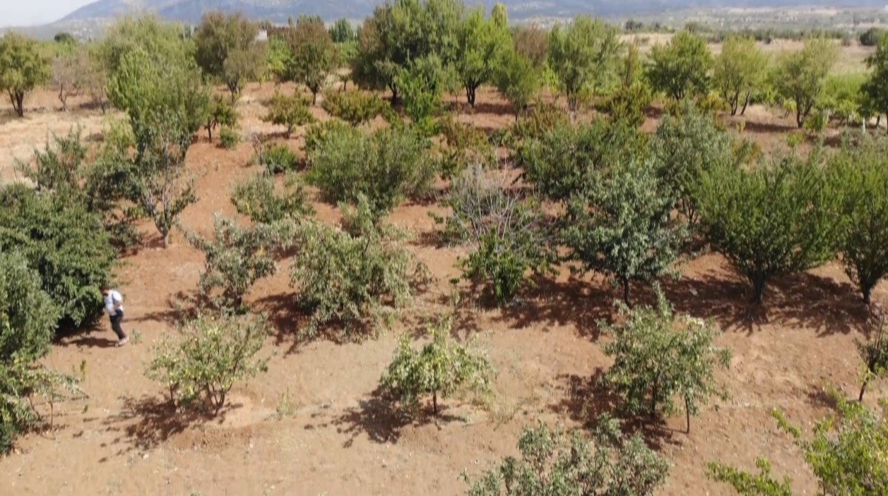 Merak üzerine dereden getirdiği elma fidanıyla şimdi 5 ton hasat yapıyor