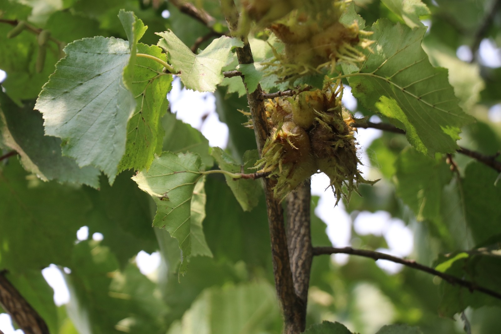Türk fındığının genleri bu bahçede koruma altına alındı