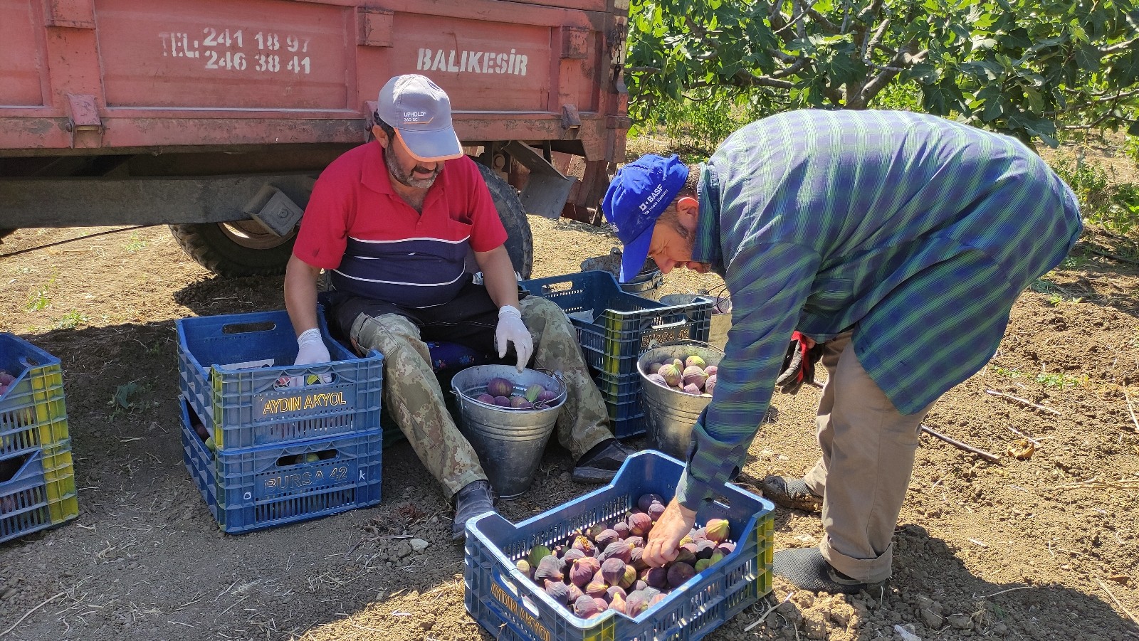 Dünyaca ünlü siyah incirin fiyatı 30 liradan 12 liraya düşünce çiftçi isyan etti