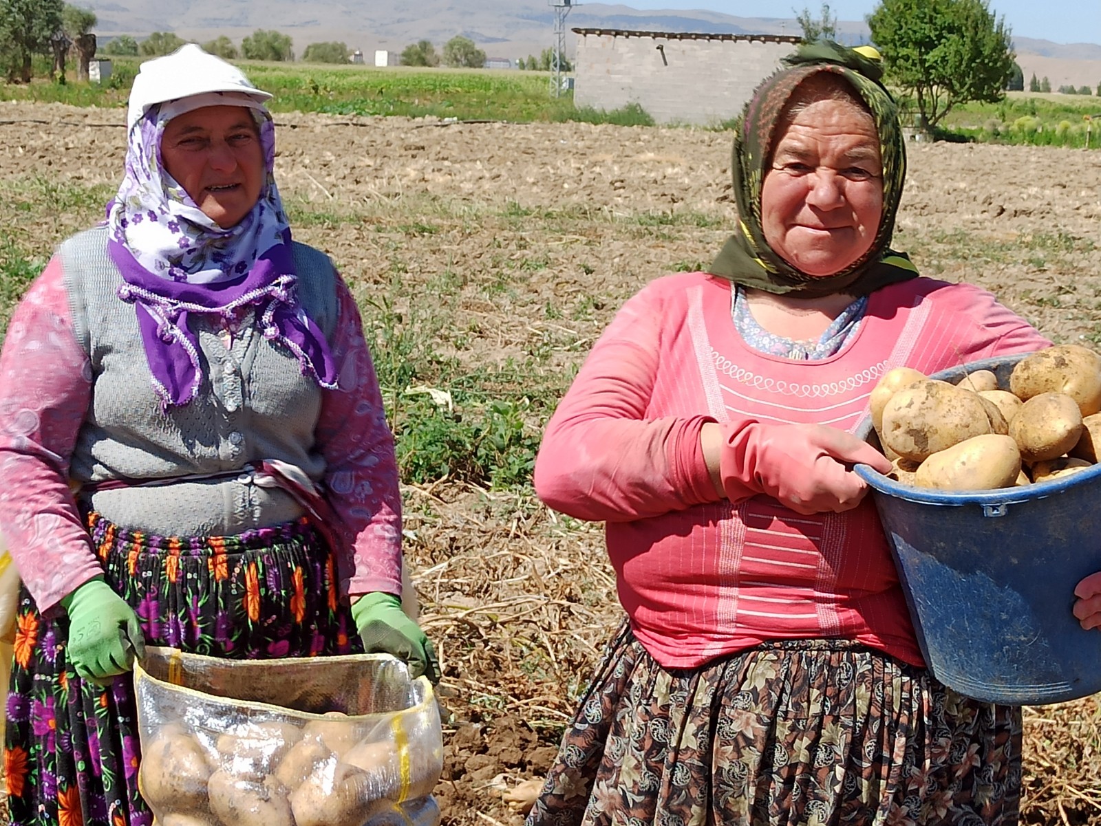 Afyonda patates hasadı başladı