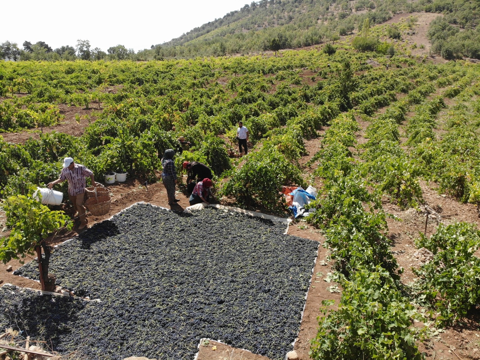 Konya Ovası’nda üzüm hasadı başladı